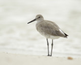 Willet, Fort Myers Beach, 10/2011
