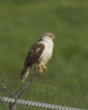 Ferruginous Hawk, Boone County, April 3, 2012.jpg