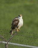 Ferruginous Hawk, Boone County, April 3, 2012.jpg