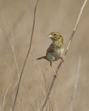 Henslows Sparrow, WKY, 2012