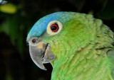 PERICO VERDE