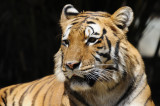 TIGRE