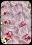 phaleanopsis