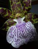 Zygopetalum Gaviota