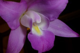 Orquidea Michoacan,  laelia autumnalis.