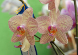 Orquideas mayo 07 171.jpg