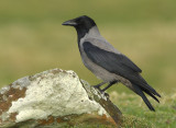 Hooded Crow