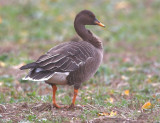 Tiaga Bean Goose