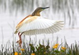 Squacco Heron  Shetland