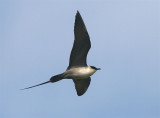 Long-tailed Skua