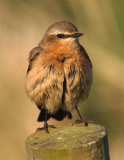 Wheatear