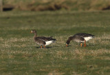 Greenland White-fronted Goose
