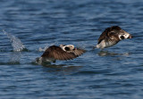 Long-tailed Duck