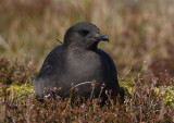 Arctic Skua