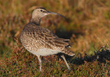 Whimbrel