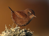 Wren