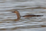 Red-throated Diver