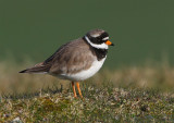 Ringed Plover