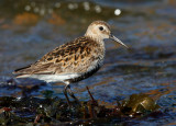 Dunlin