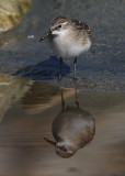 Little-Stint