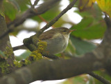 Arctic-Warbler  Shetland