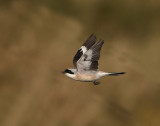 Lesser Grey Shrike  Shetland