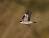 Lesser Grey Shrike