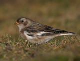 Snow  Bunting