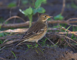 Buff-bellied Pipit