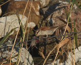 Red-backed Shrike  Shetland