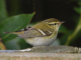 Yellow-browed-Warbler  Mainland