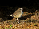 Siberian Rubythroat