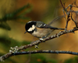 Coal Tit