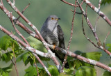 Cuckoo