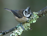 Crested Tit  Highland