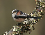 Long-tailed Tit