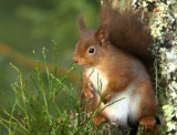 Red Squirrel