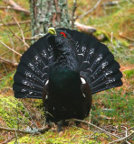 Capercaillie