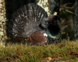 Capercaillie Male