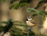 Crested Tit