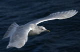 Iceland Gull