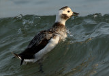 Long-tailed Duck