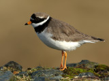 Ringed Plover