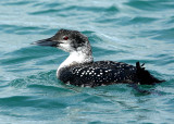 Great-Northern Diver