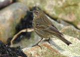 Rock Pipit