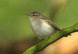 Chiffchaff