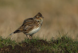 Skylark