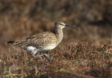 Whimbrel