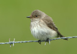 Spotted Flycatcher