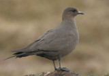 Arctic Skua